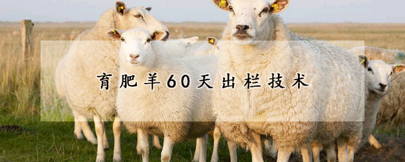 育肥羊60天出欄技術(shù)