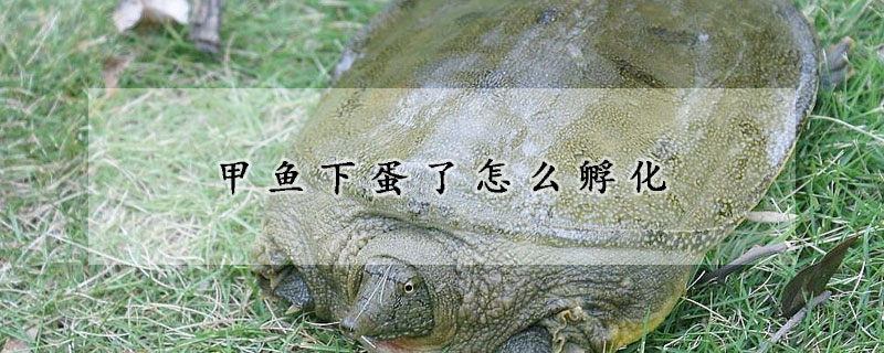 甲魚下蛋了怎么孵化