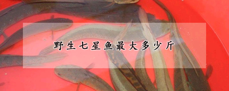 野生七星魚最大多少斤