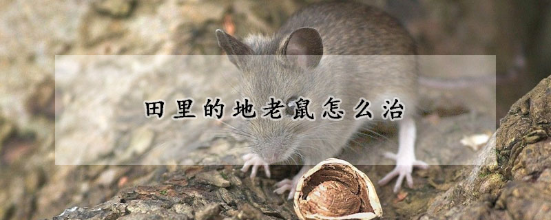 田里的地老鼠怎么治