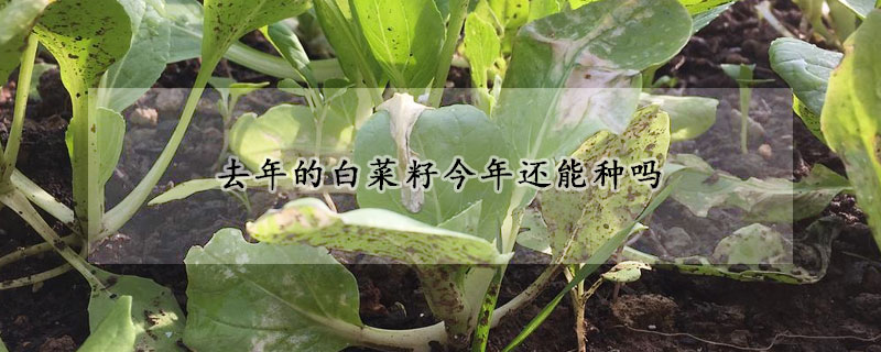 去年的白菜籽今年還能種嗎