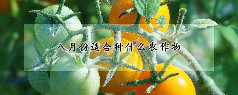 八月份適合種什么農(nóng)作物