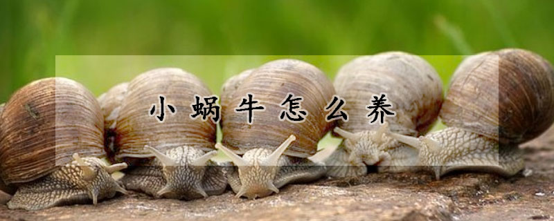 小蝸牛怎么養(yǎng)