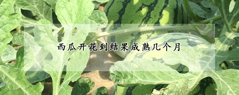 西瓜開花到結(jié)果成熟幾個(gè)月