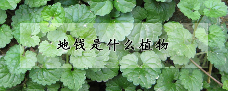 地錢是什么植物