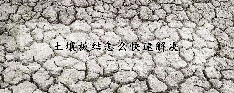 土壤板結怎么快速解決