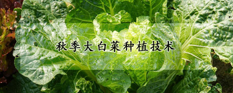 秋季大白菜種植技術