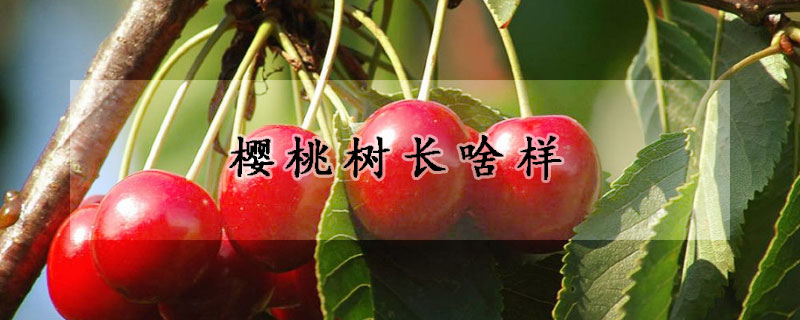 櫻桃樹(shù)長(zhǎng)啥樣