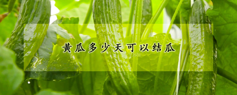 黃瓜多少天可以結(jié)瓜