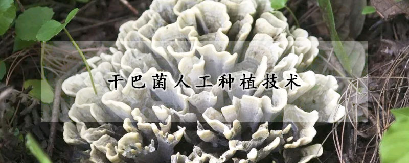 干巴菌人工種植技術(shù)