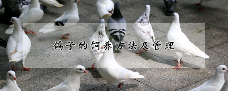 鴿子的飼養(yǎng)方法及管理