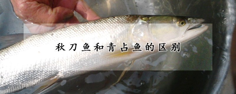 秋刀魚和青占魚的區(qū)別