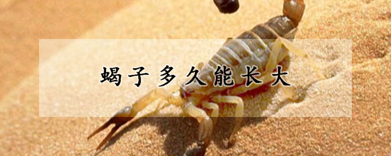 蝎子多久能長(zhǎng)大