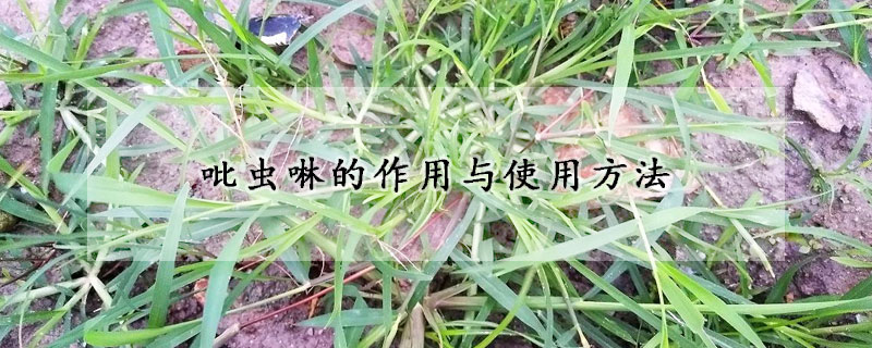 吡蟲啉的作用與使用方法