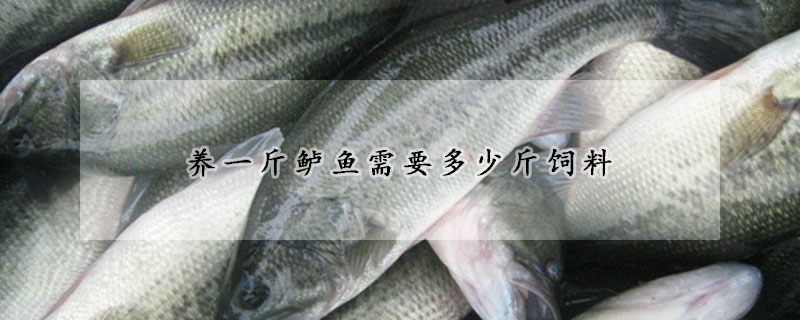 養(yǎng)一斤鱸魚需要多少斤飼料