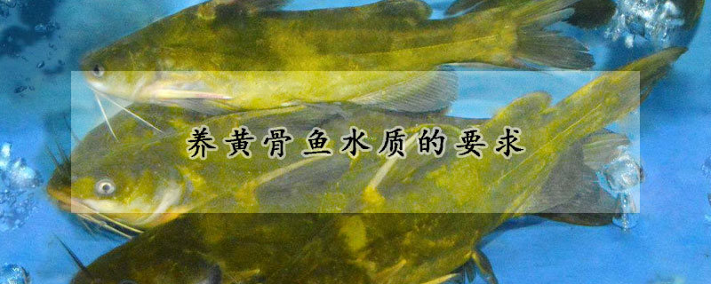 養(yǎng)黃骨魚水質(zhì)的要求