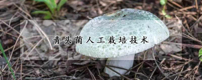 青頭菌人工栽培技術