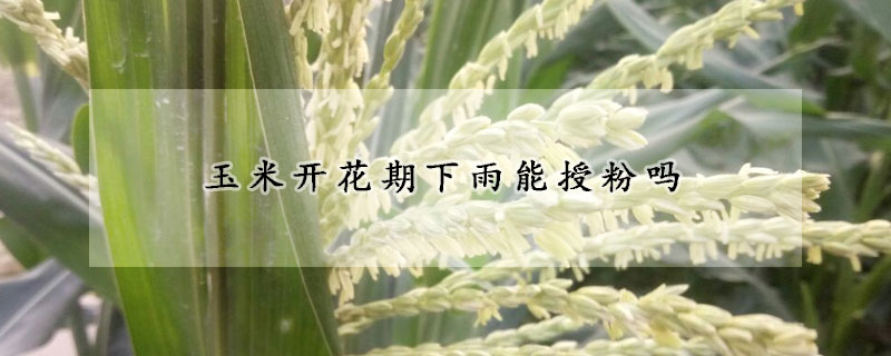 玉米開(kāi)花期下雨能授粉嗎