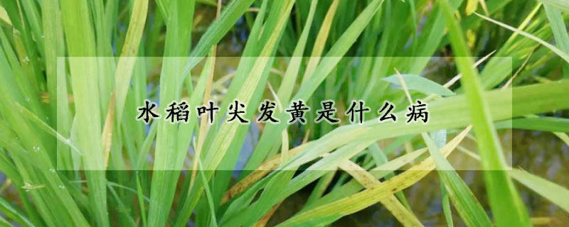 水稻葉尖發(fā)黃是什么病