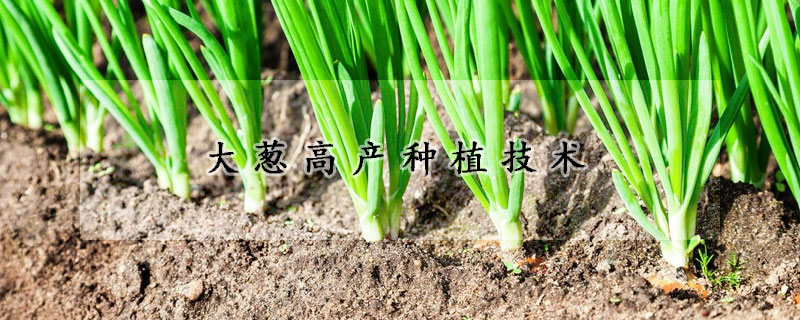 大蔥高產(chǎn)種植技術(shù)