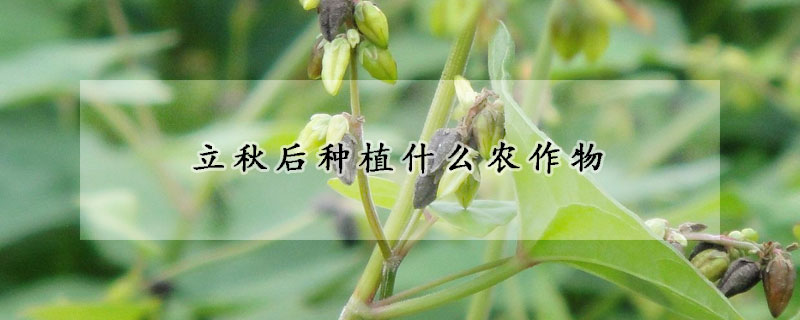 立秋后種植什么農作物