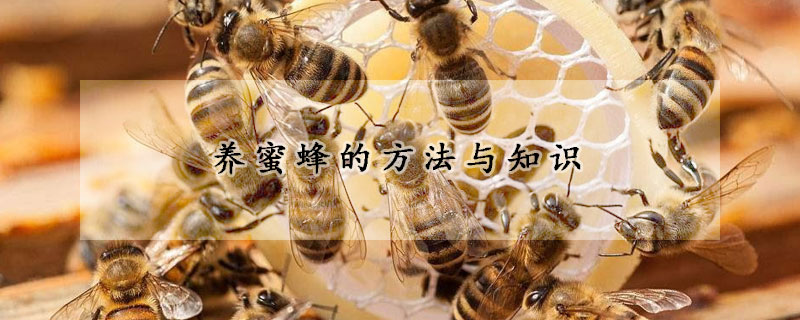 養(yǎng)蜜蜂的方法與知識