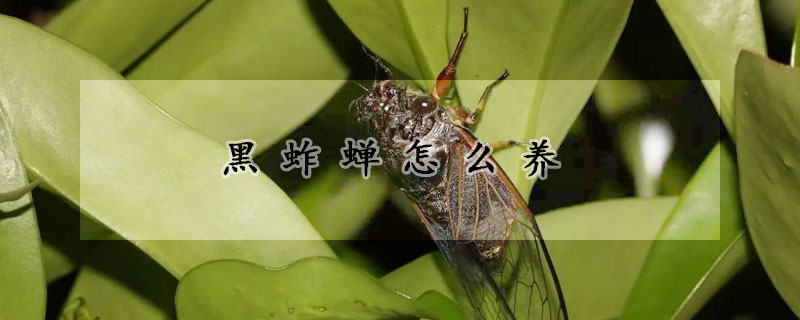 黑蚱蟬怎么養(yǎng)