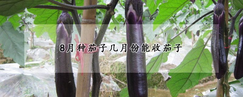 8月種茄子幾月份能收茄子