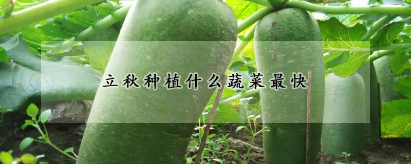 立秋種植什么蔬菜最快