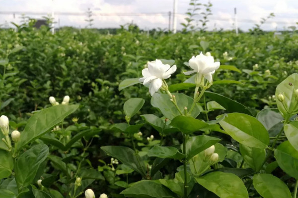 茉莉花風水 茉莉花放在家里什么位置好