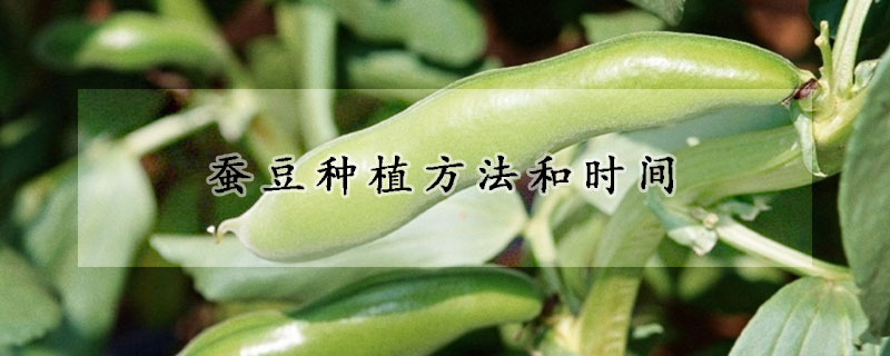 蠶豆種植方法和時間