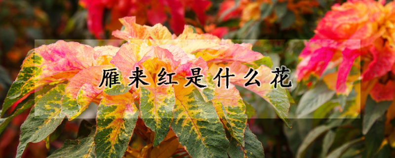 雁來紅是什么花