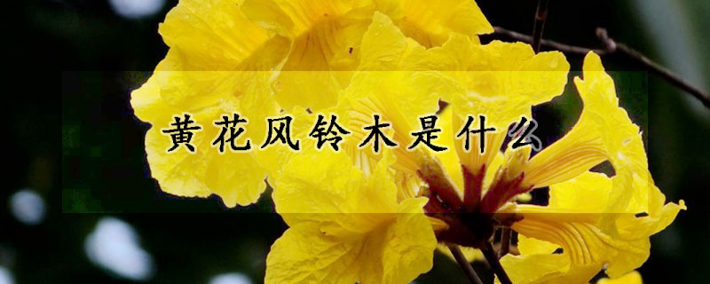 黃花風(fēng)鈴木是什么