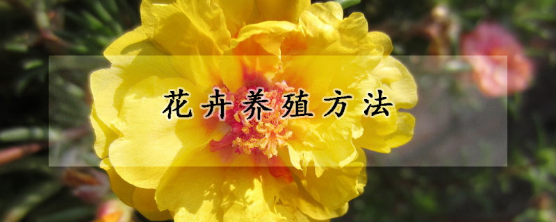 花卉養(yǎng)殖方法