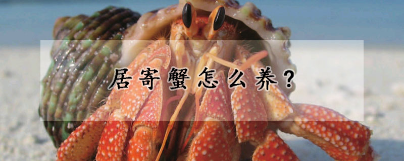 居寄蟹怎么養(yǎng)?