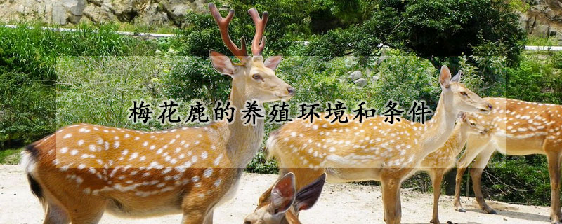 梅花鹿的養(yǎng)殖環(huán)境和條件