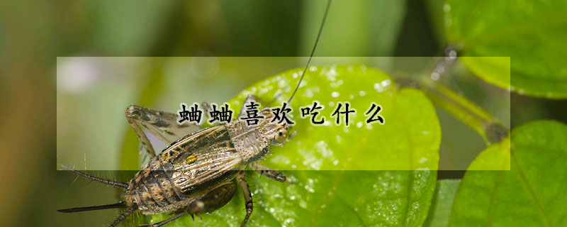 蛐蛐喜歡吃什么