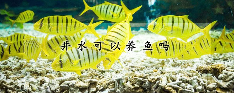 井水可以養(yǎng)魚嗎