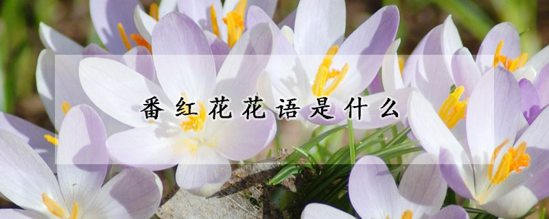 番紅花花語是什么