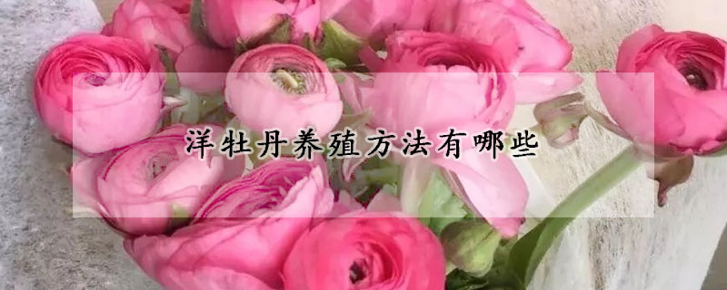 洋牡丹養(yǎng)殖方法有哪些