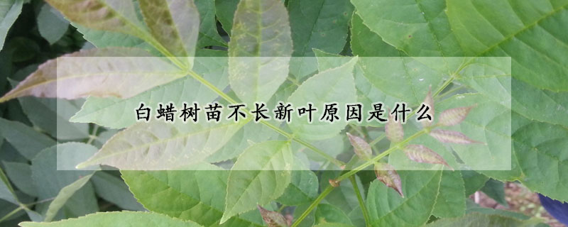 白蠟樹苗不長新葉原因是什么