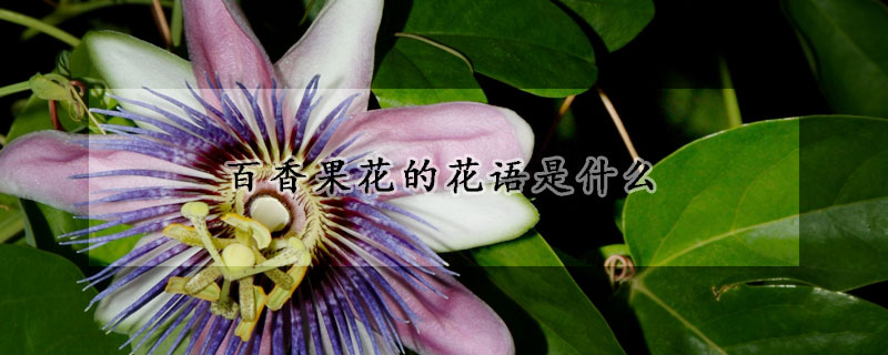 百香果花的花語是什么