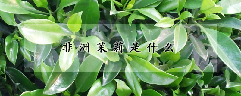 非洲茉莉是什么