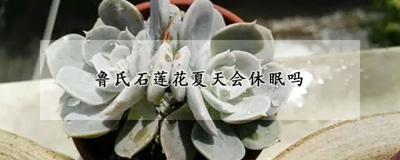 魯氏石蓮花夏天會休眠嗎