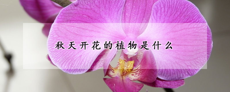 秋天開(kāi)花的植物是什么