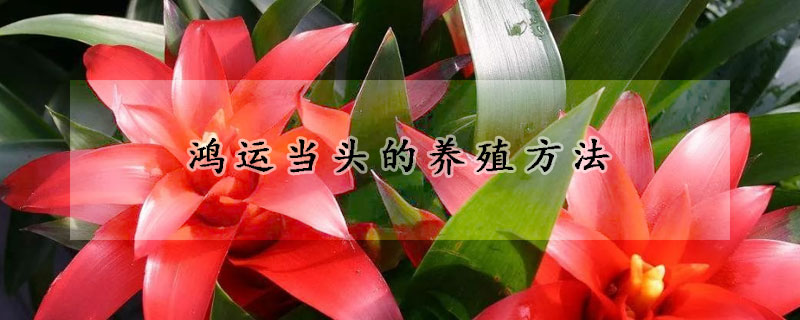 鴻運當頭的養(yǎng)殖方法