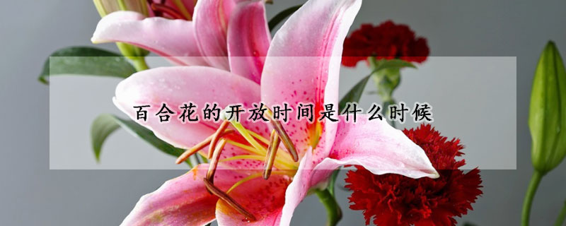 百合花的開放時間是什么時候