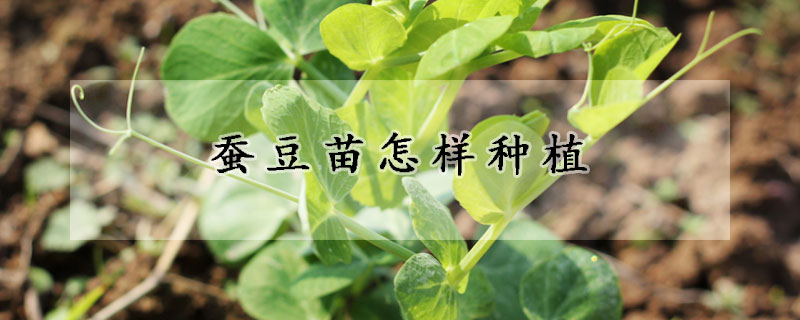 蠶豆苗怎樣種植