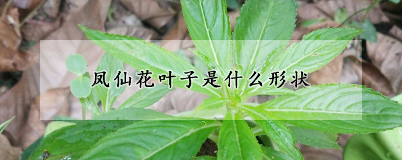 鳳仙花葉子是什么形狀