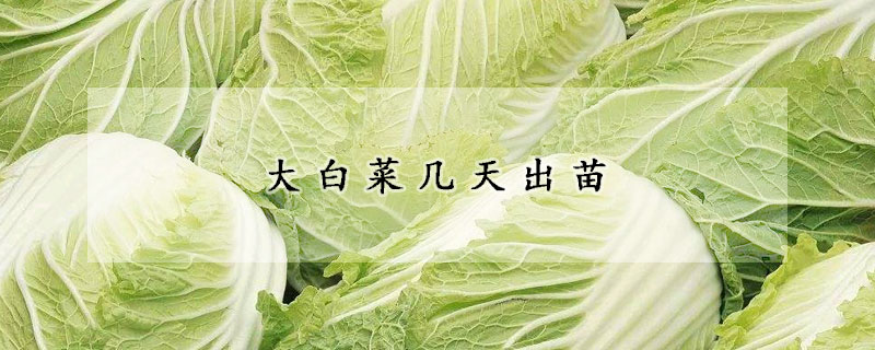 大白菜幾天出苗